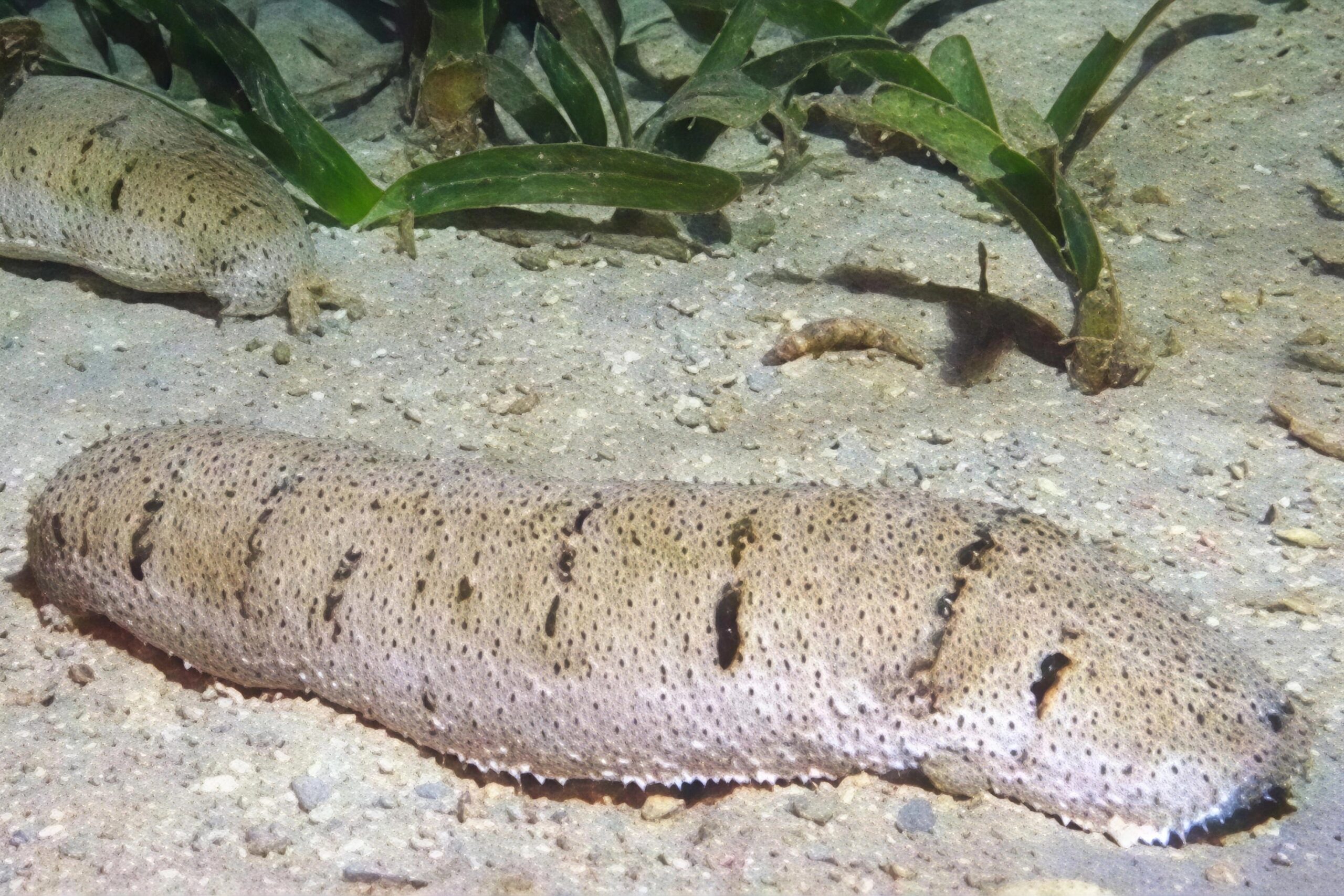 Mapping the genes of sea cucumbers could reshape Philippine coastal conservation